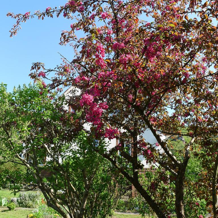 Un Gite Dans La Vallee Obersteinbach Ngoại thất bức ảnh